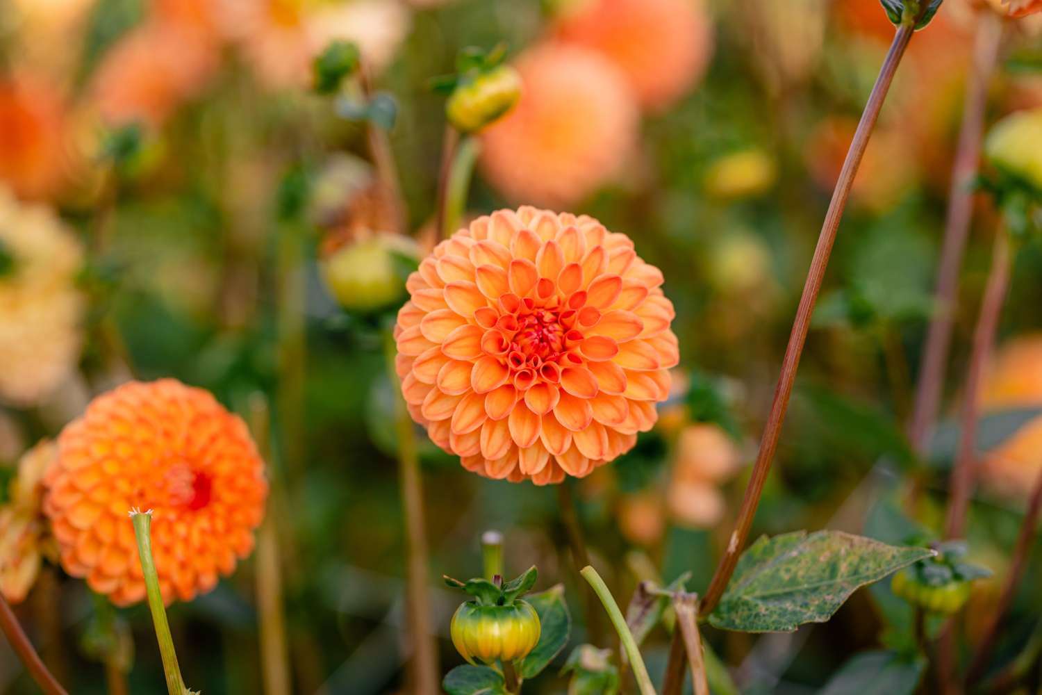 Daalia 'Souvenir d'Ete'
